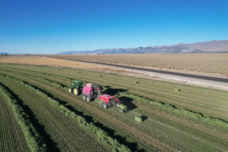 Why We Test Our Hay: What a Forage Analysis Really Tells You