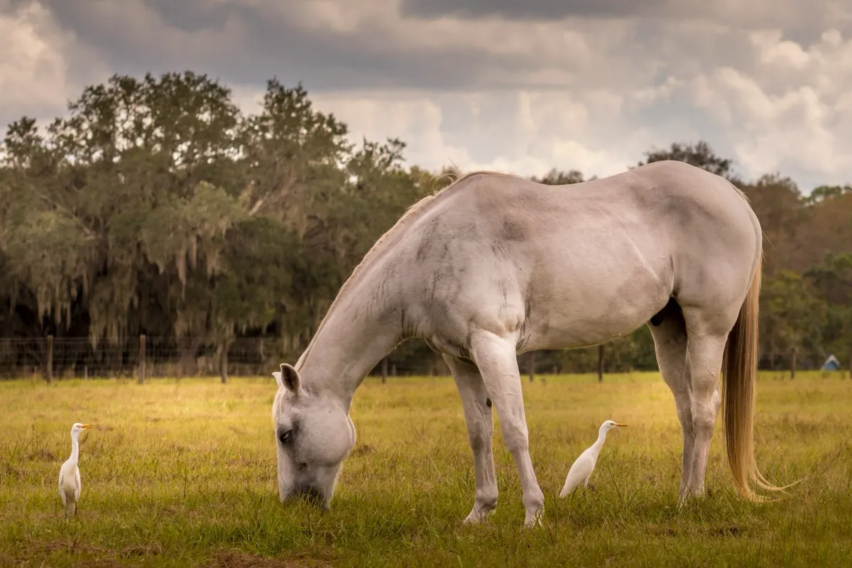 How to Choose the Right Hay for Your Horse