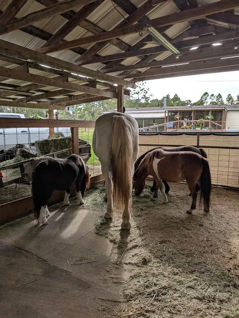 Miniature horses eating hay under a barn cover