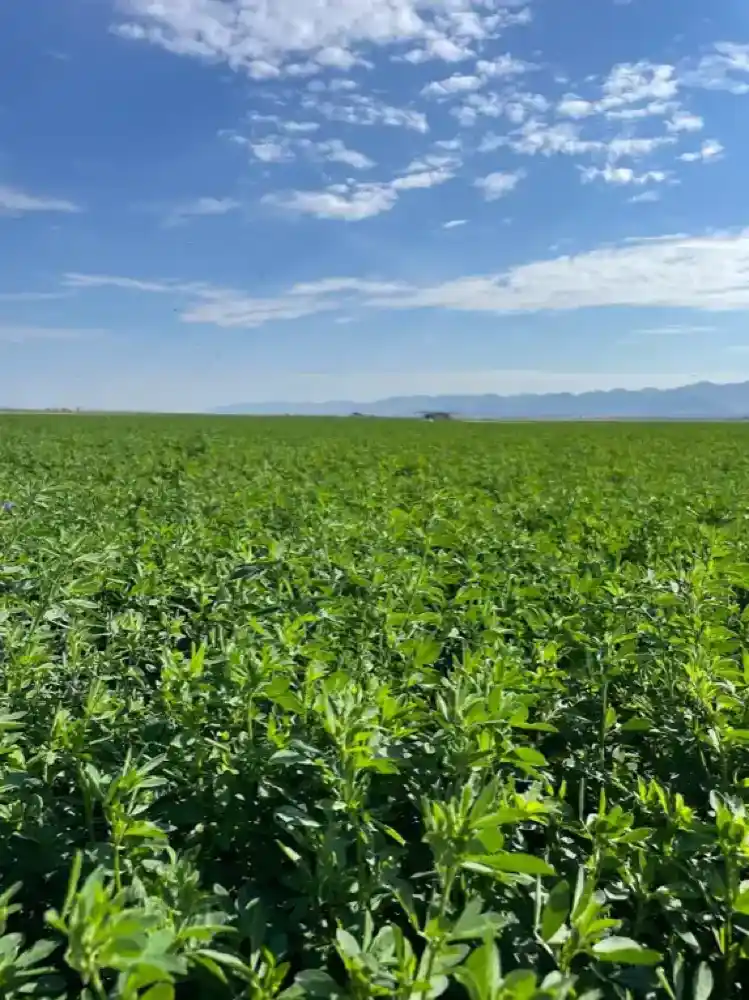 Lush green alfalfa field in Nevada with mountains