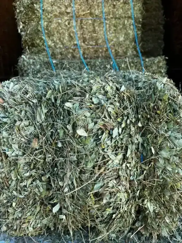 Premium Alfalfa