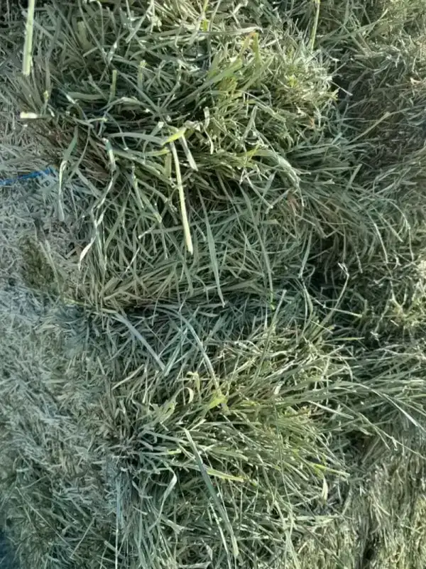 Peanut Hay
