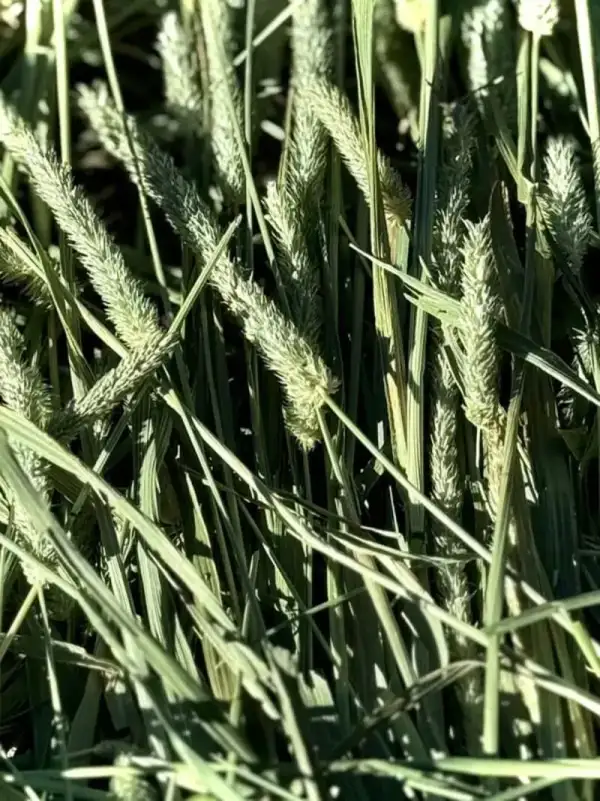 Timothy/Orchard/Alfalfa Mix