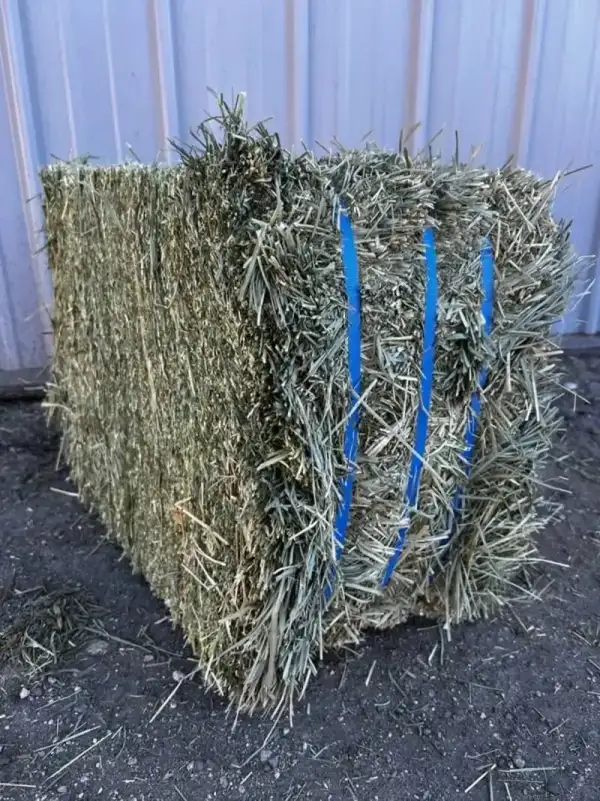 Ultra Premium 2nd Cut Timothy