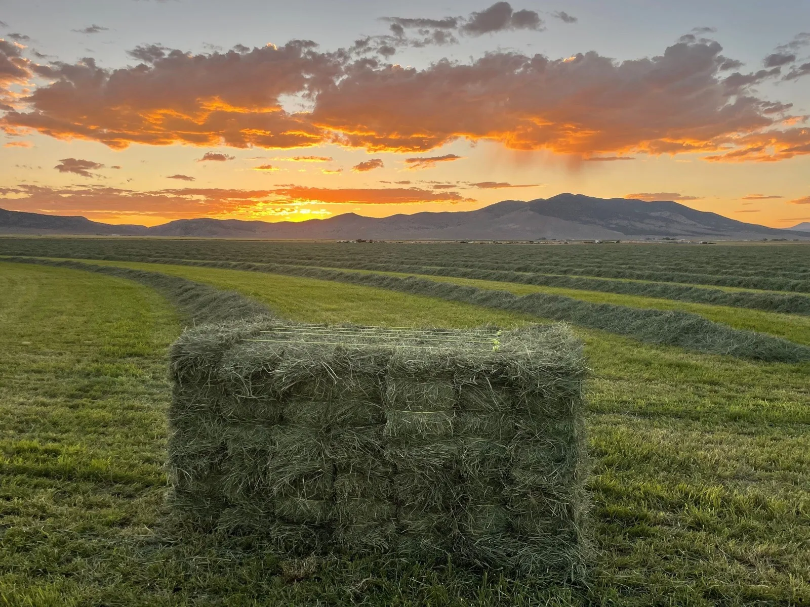 Ground-level hay field at sunset with mountains in the background