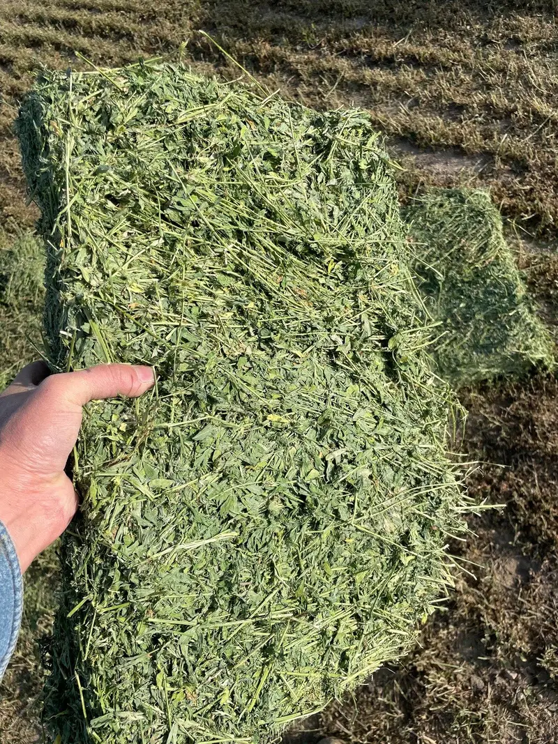 Hand holding a bright green flake of premium hay